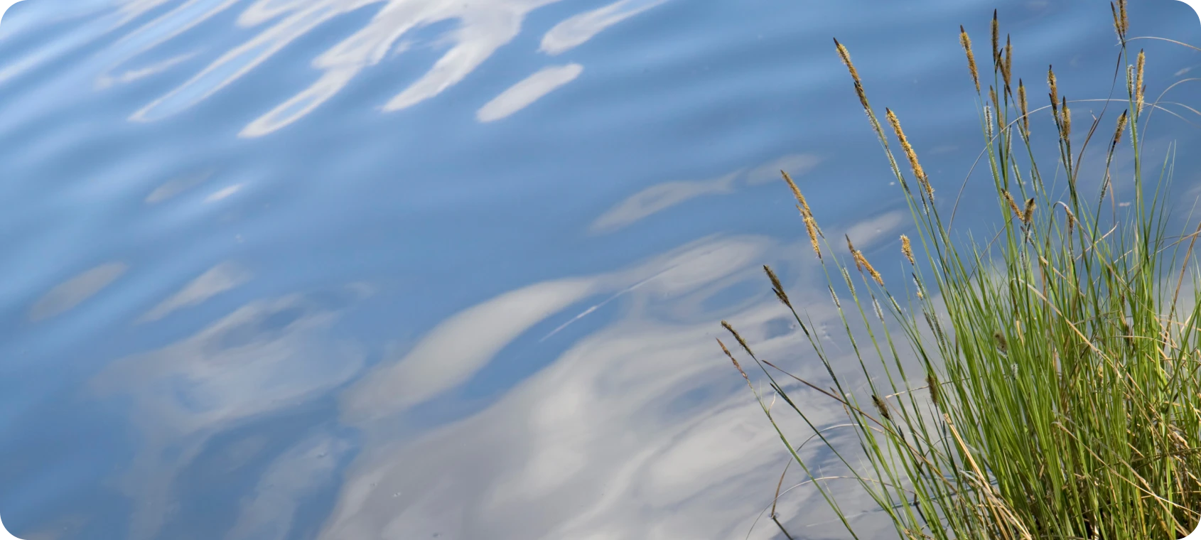 Grass by peaceful water surface
