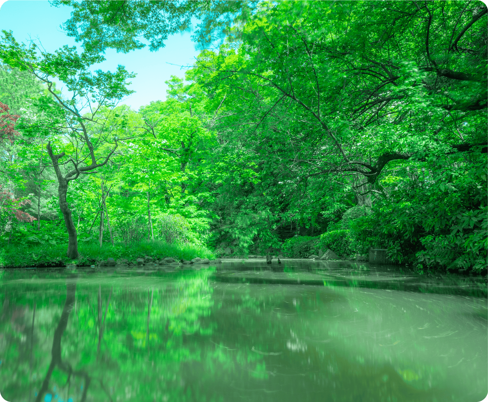 Peaceful nature landscape with vibrant greenery